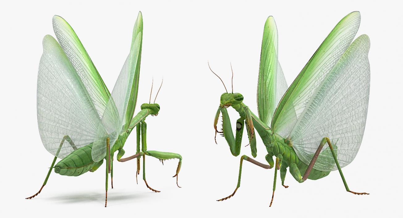 European Mantis Rigged 3D