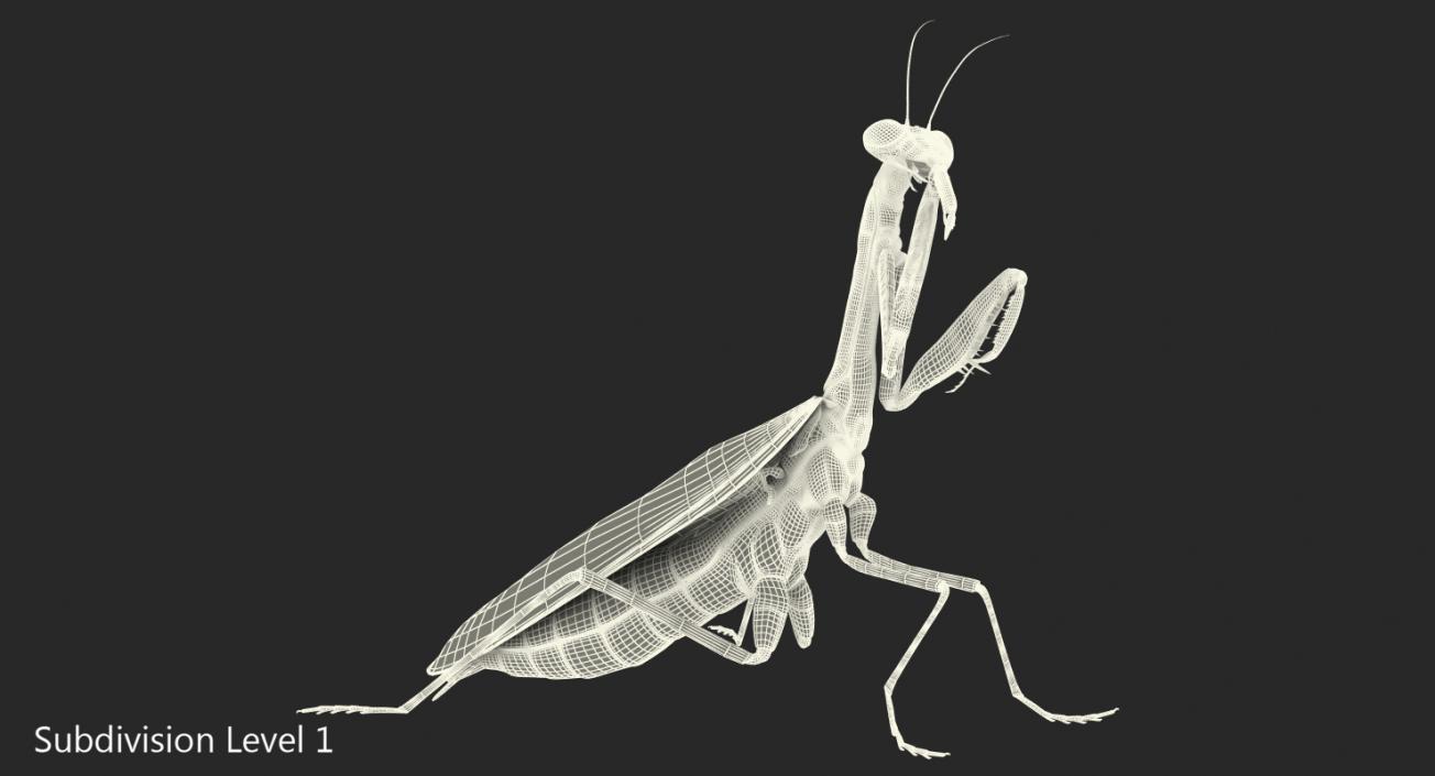 European Mantis Rigged 3D