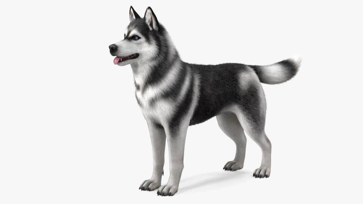 3D Siberian Husky Black and White Fur Rigged