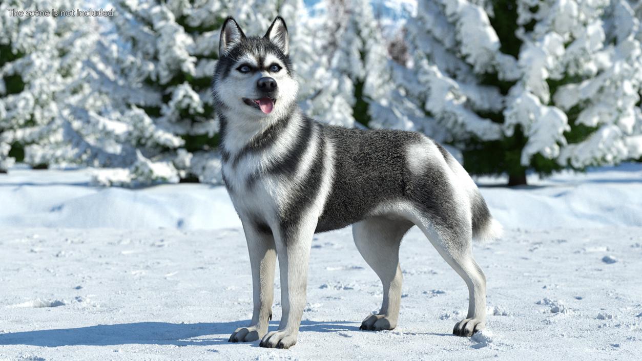 3D Siberian Husky Black and White Fur Rigged