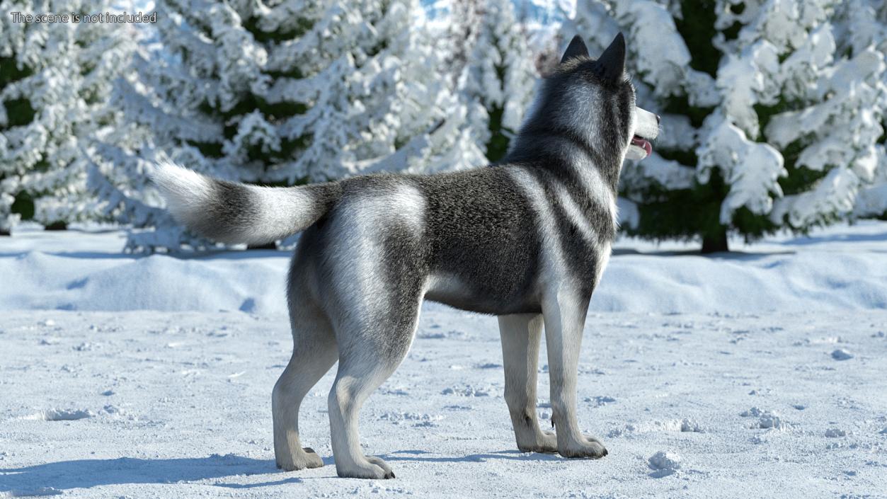 3D Siberian Husky Black and White Fur Rigged