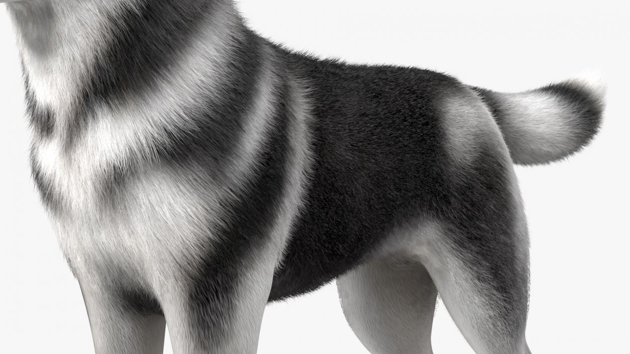 3D Siberian Husky Black and White Fur Rigged