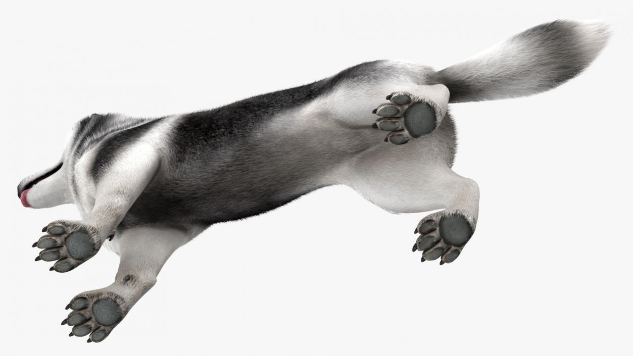 3D Siberian Husky Black and White Fur Rigged