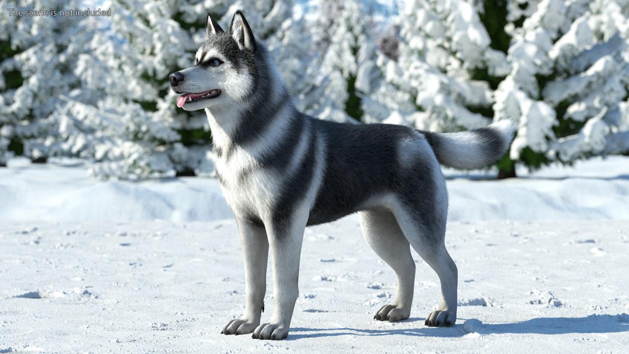 3D Siberian Husky Black and White Fur Rigged