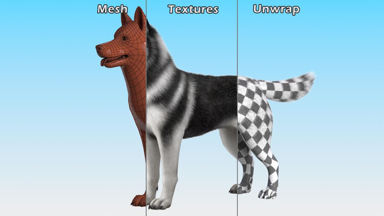 3D Siberian Husky Black and White Fur Rigged