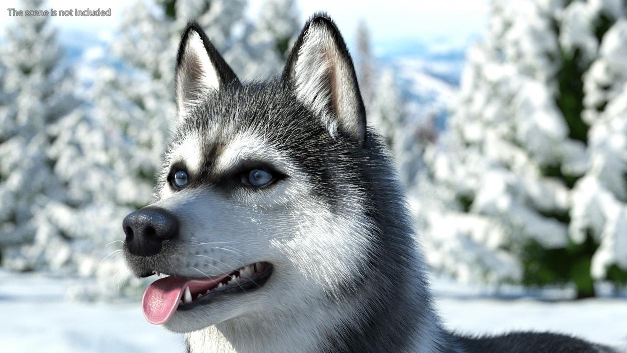 3D Siberian Husky Black and White Fur Rigged