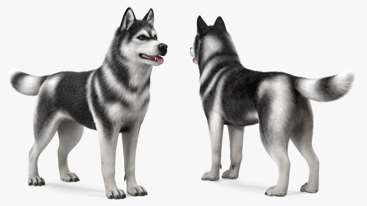 3D Siberian Husky Black and White Fur Rigged