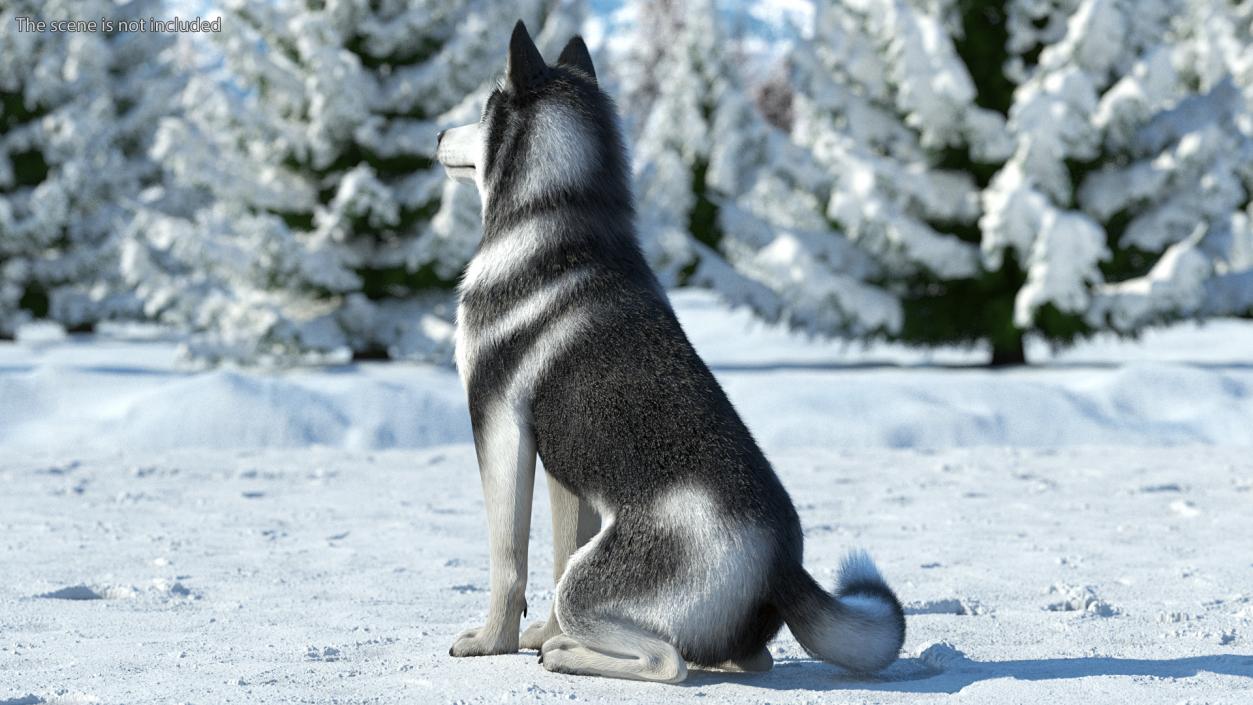 3D Siberian Husky Black and White Fur Rigged