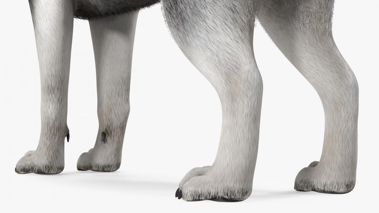 3D Siberian Husky Black and White Fur Rigged