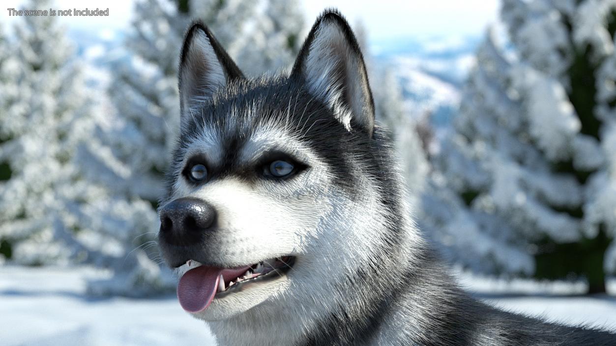 3D Siberian Husky Black and White Fur Rigged