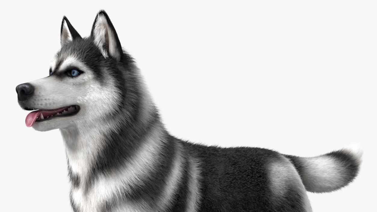 3D Siberian Husky Black and White Fur Rigged