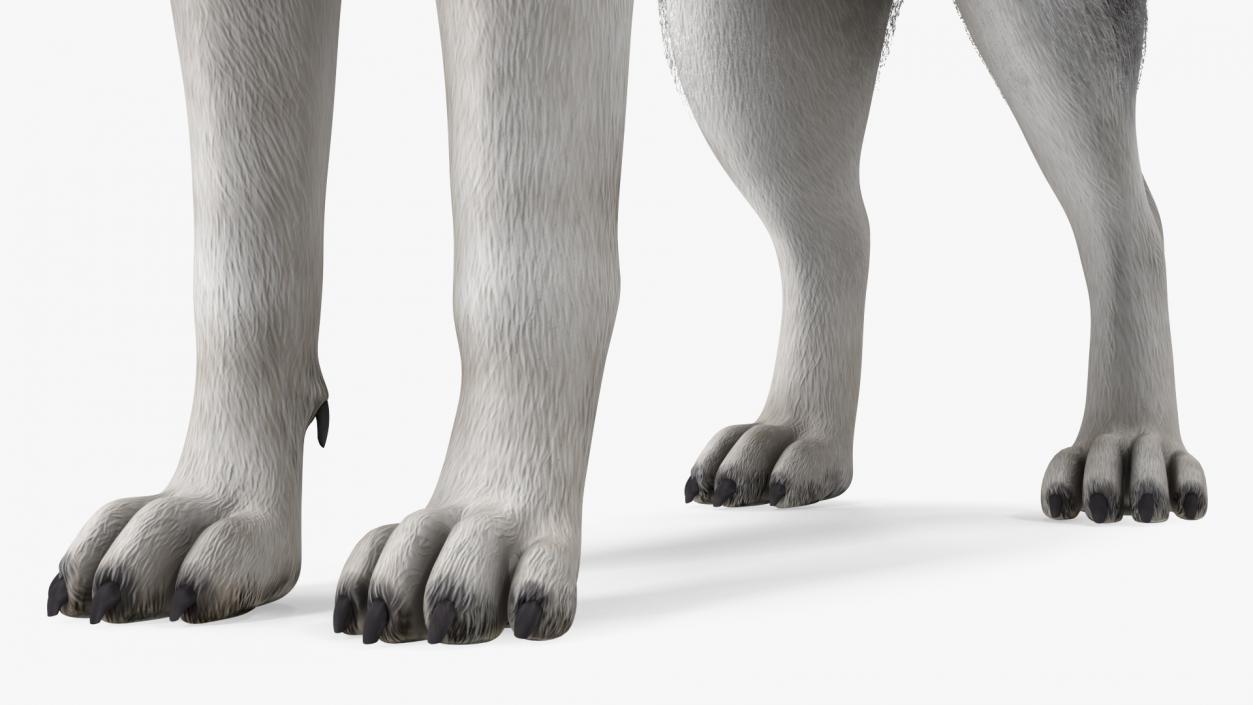 3D Siberian Husky Black and White Fur Rigged