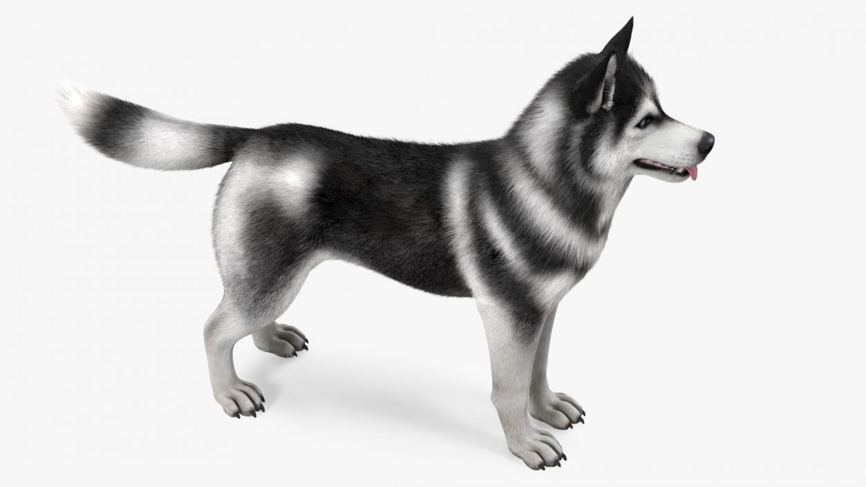 3D Siberian Husky Black and White Fur Rigged