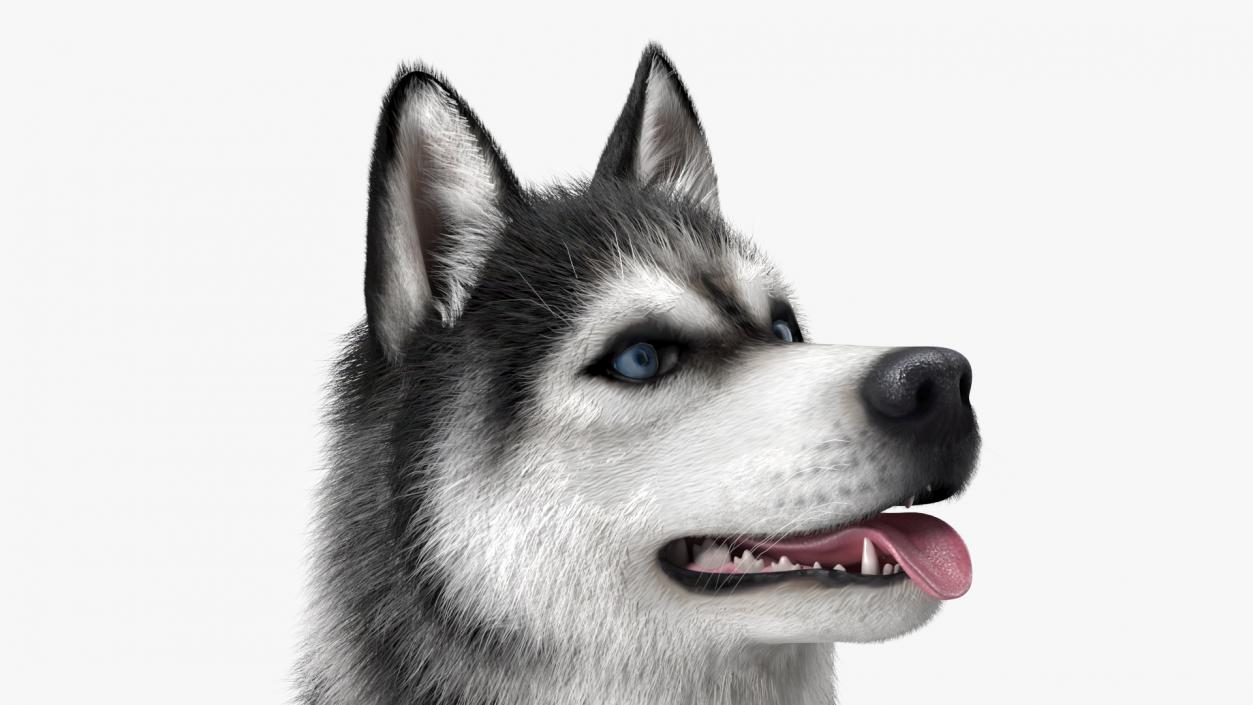 3D Siberian Husky Black and White Fur Rigged