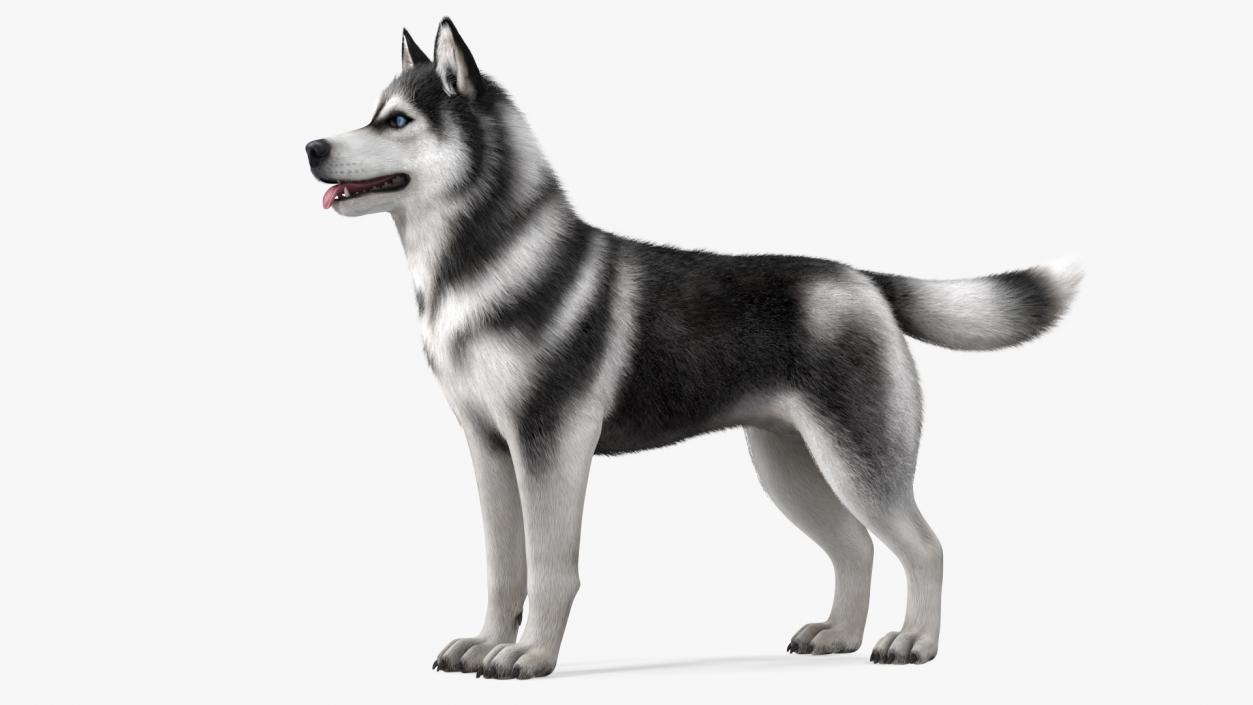 3D Siberian Husky Black and White Fur Rigged