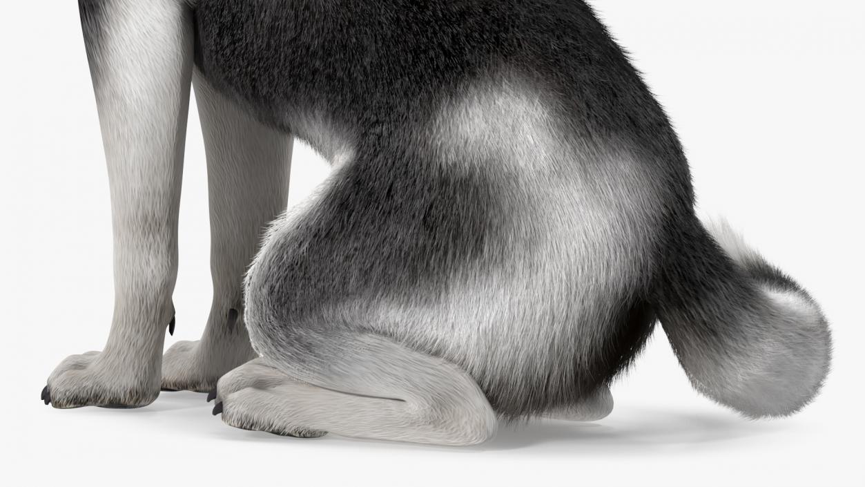 3D Siberian Husky Black and White Fur Rigged