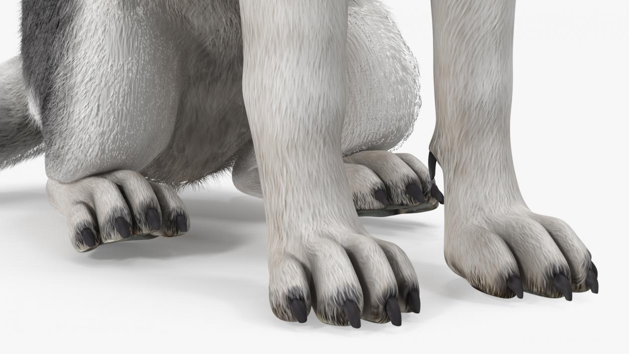 3D Siberian Husky Black and White Fur Rigged