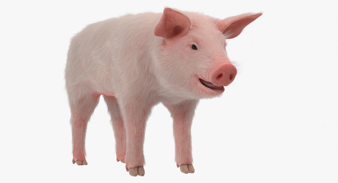 3D Pig Piglet Landrace with Fur model