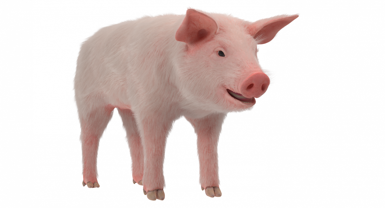 3D Pig Piglet Landrace with Fur model