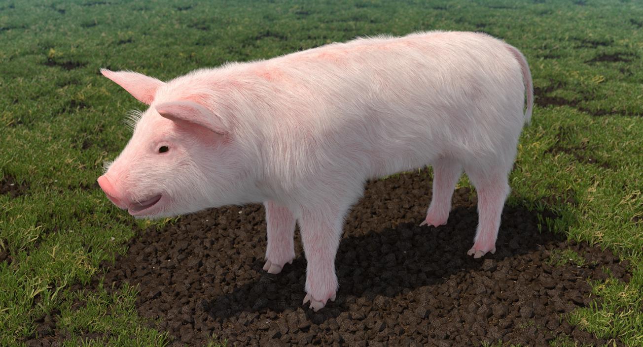 3D Pig Piglet Landrace with Fur model