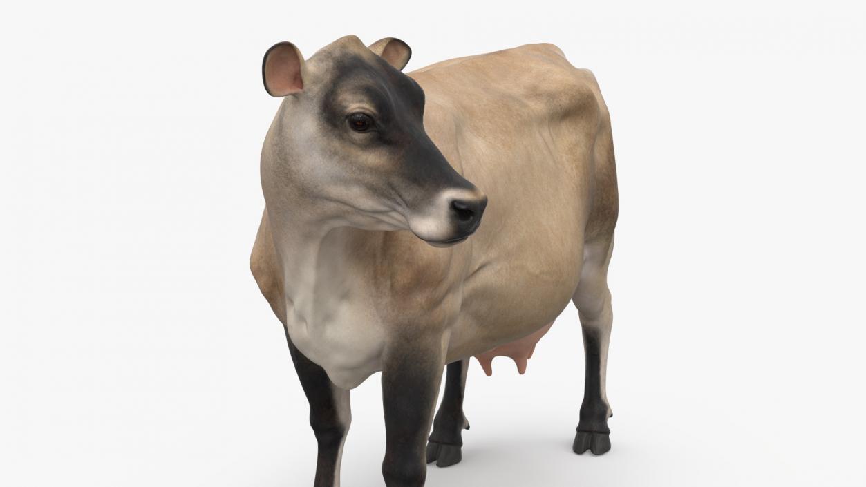 Channel Island Cow Beige 3D model