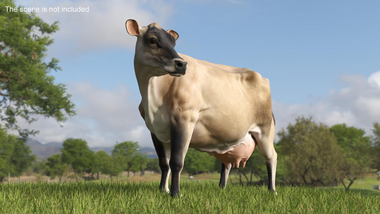 Channel Island Cow Beige 3D model