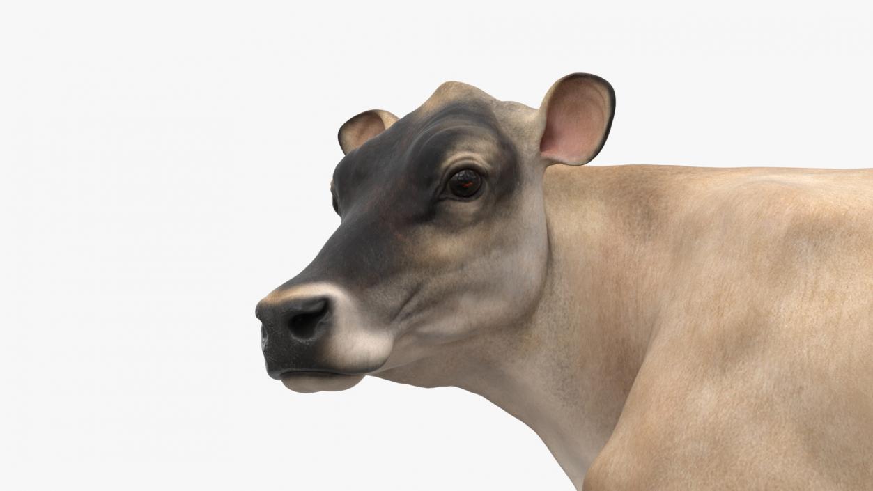 Channel Island Cow Beige 3D model