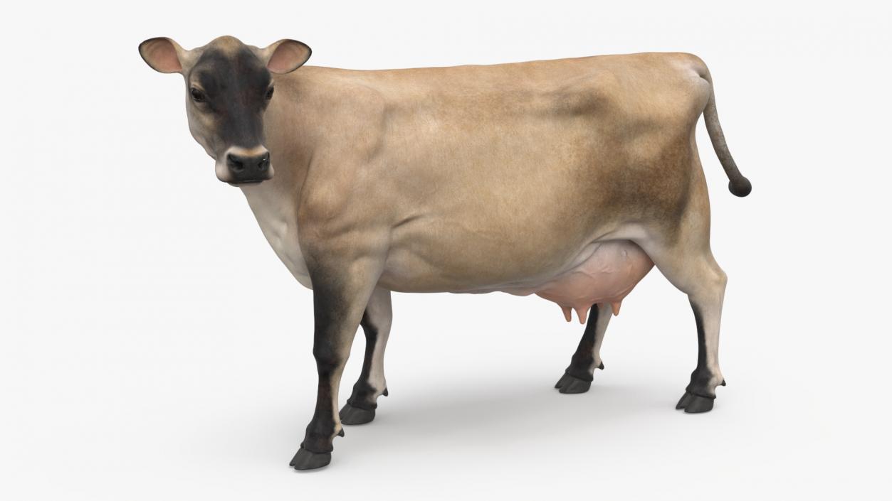 Channel Island Cow Beige 3D model