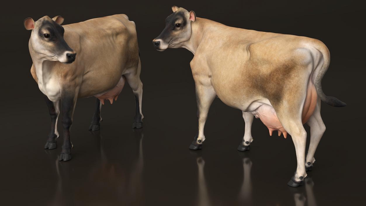 Channel Island Cow Beige 3D model