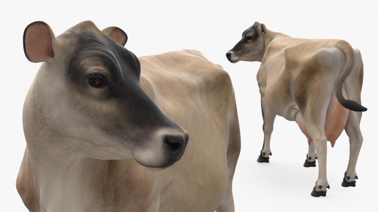 Channel Island Cow Beige 3D model