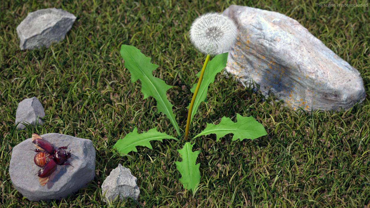 3D model Ripe Dandelion Plant