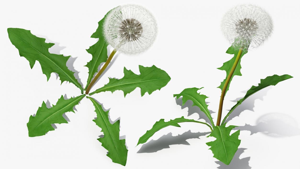 3D model Ripe Dandelion Plant