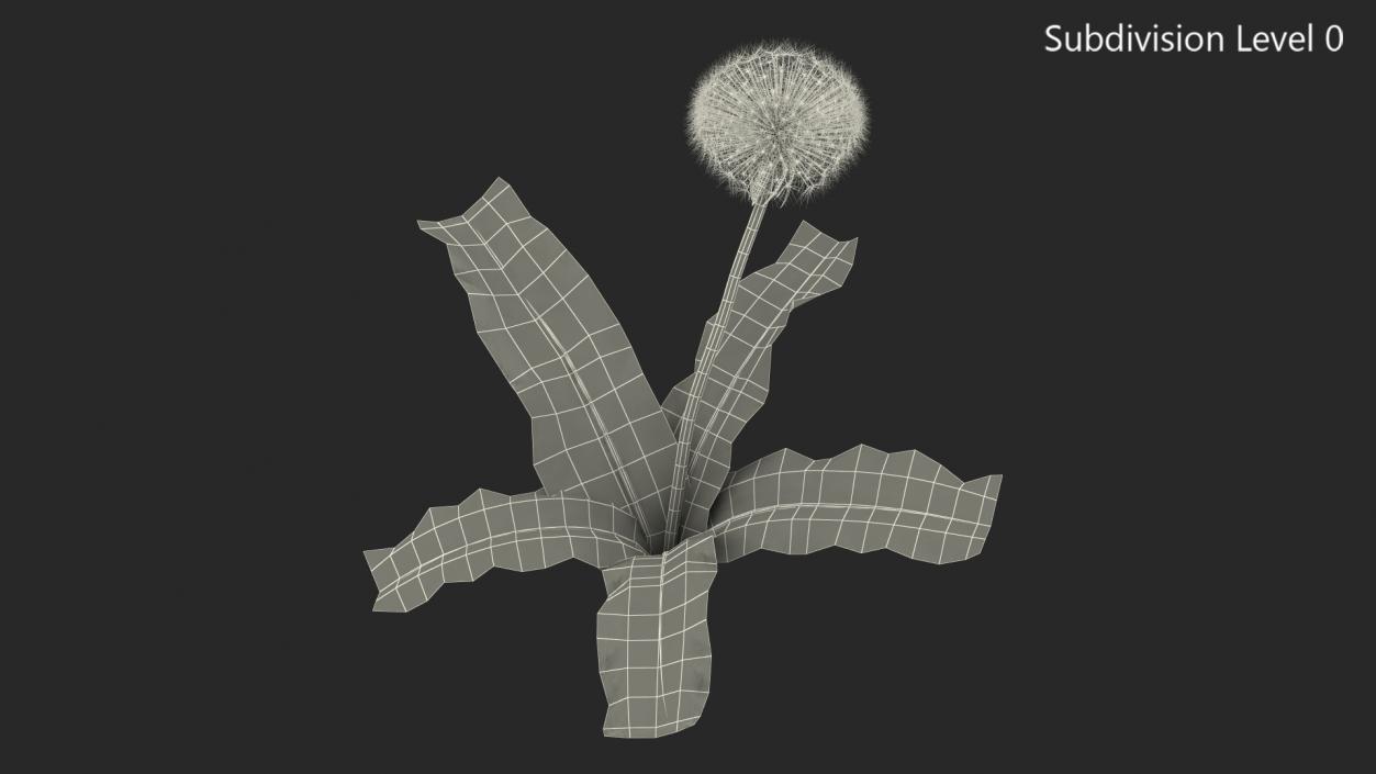 3D model Ripe Dandelion Plant