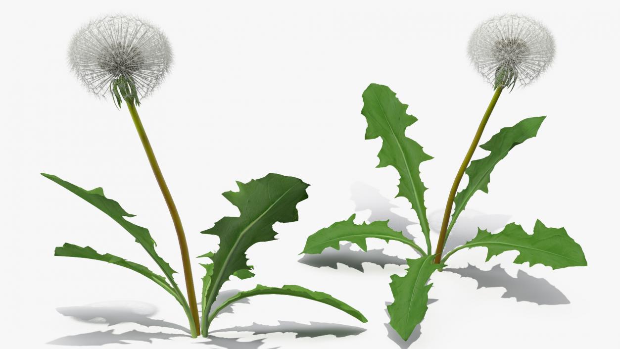 3D model Ripe Dandelion Plant