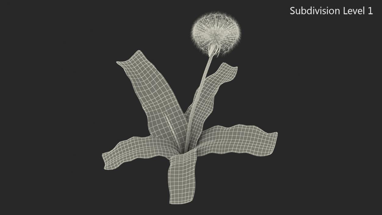 3D model Ripe Dandelion Plant