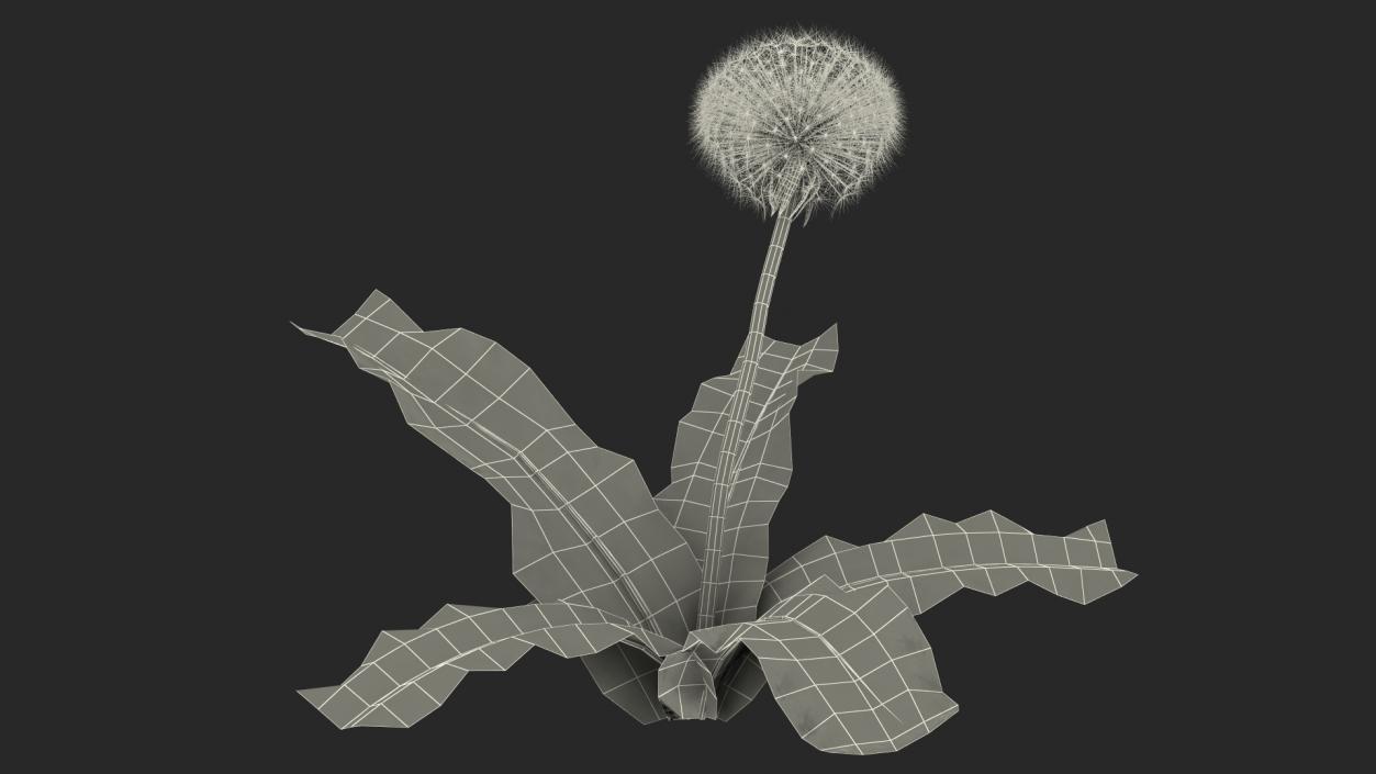 3D model Ripe Dandelion Plant