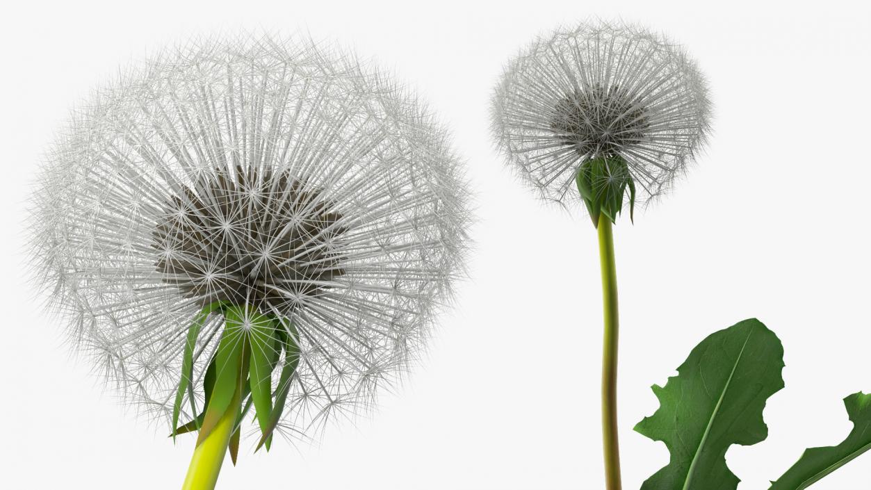 3D model Ripe Dandelion Plant