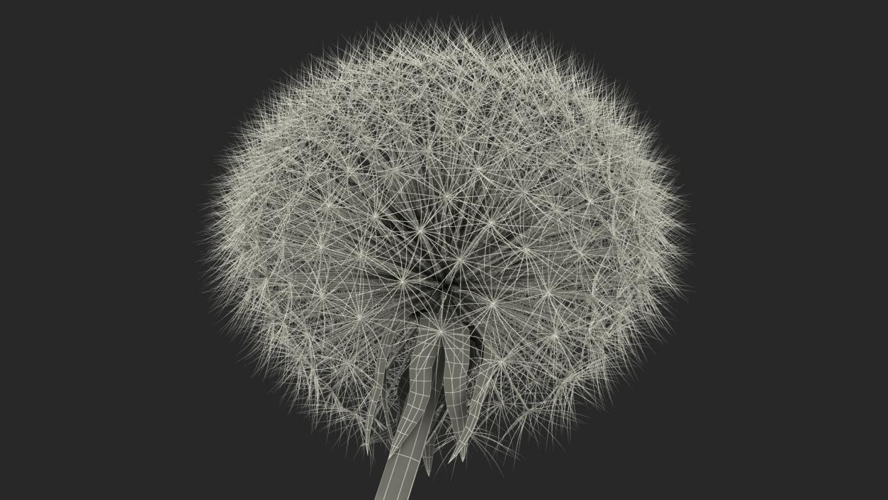 3D model Ripe Dandelion Plant