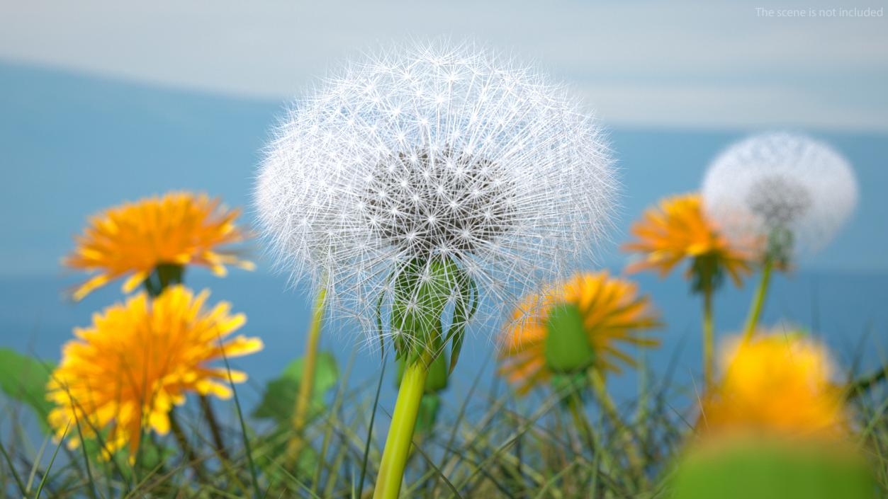 3D model Ripe Dandelion Plant