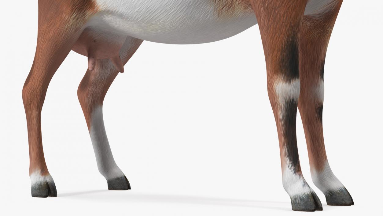 Dairy Goat Brown Rigged for Maya 3D