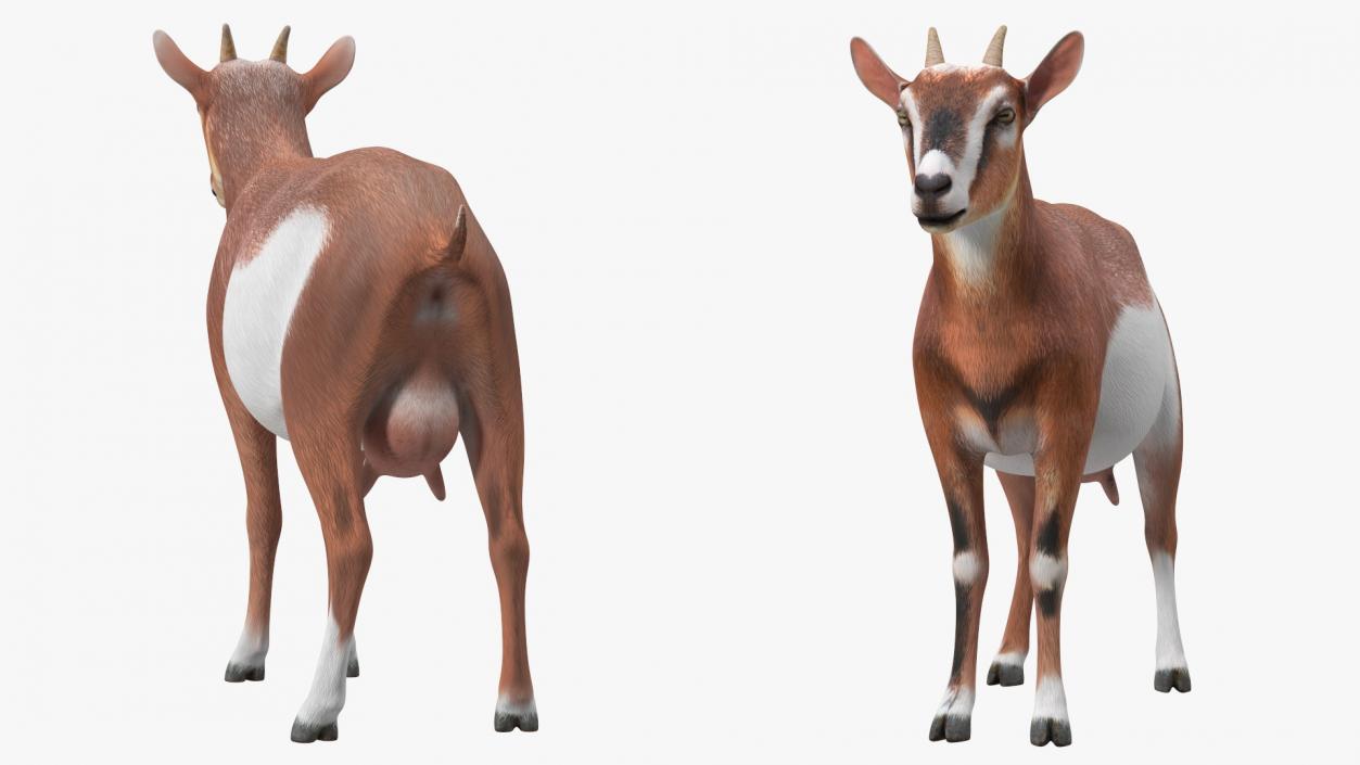 Dairy Goat Brown Rigged for Maya 3D