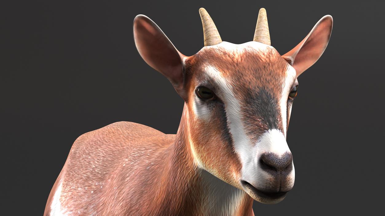 Dairy Goat Brown Rigged for Maya 3D