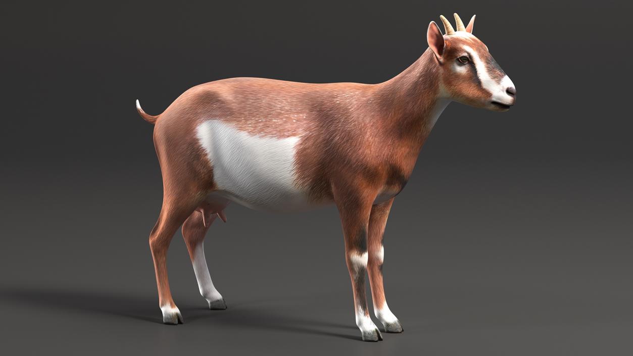 Dairy Goat Brown Rigged for Maya 3D