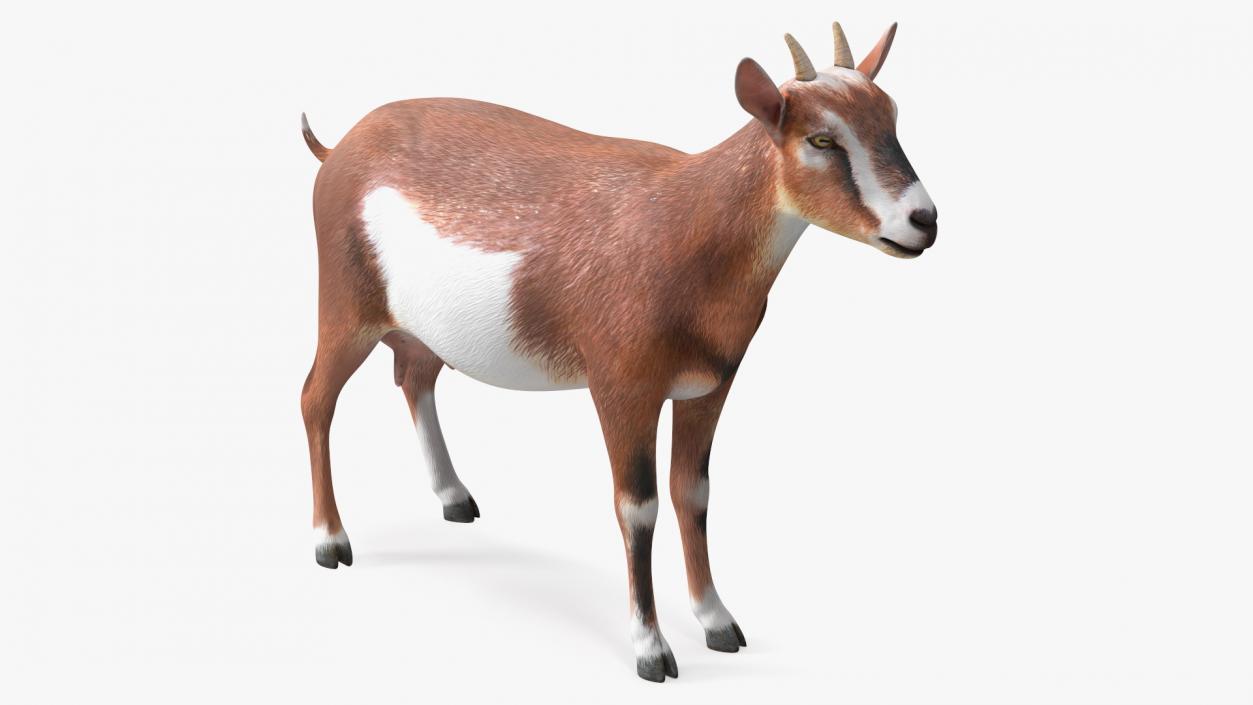 Dairy Goat Brown Rigged for Maya 3D