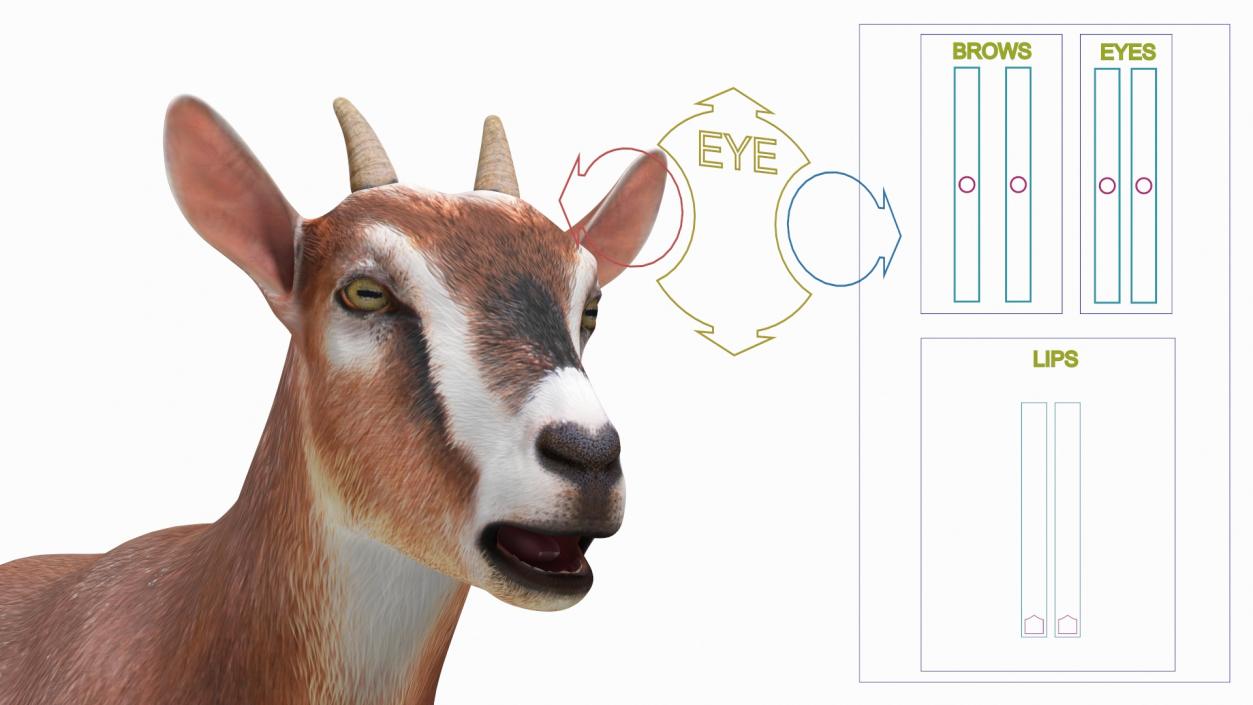 Dairy Goat Brown Rigged for Maya 3D