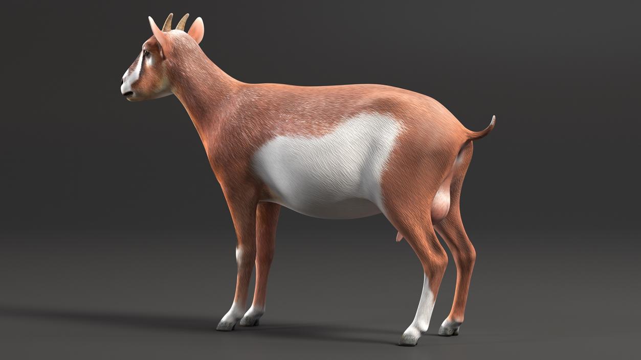 Dairy Goat Brown Rigged for Maya 3D