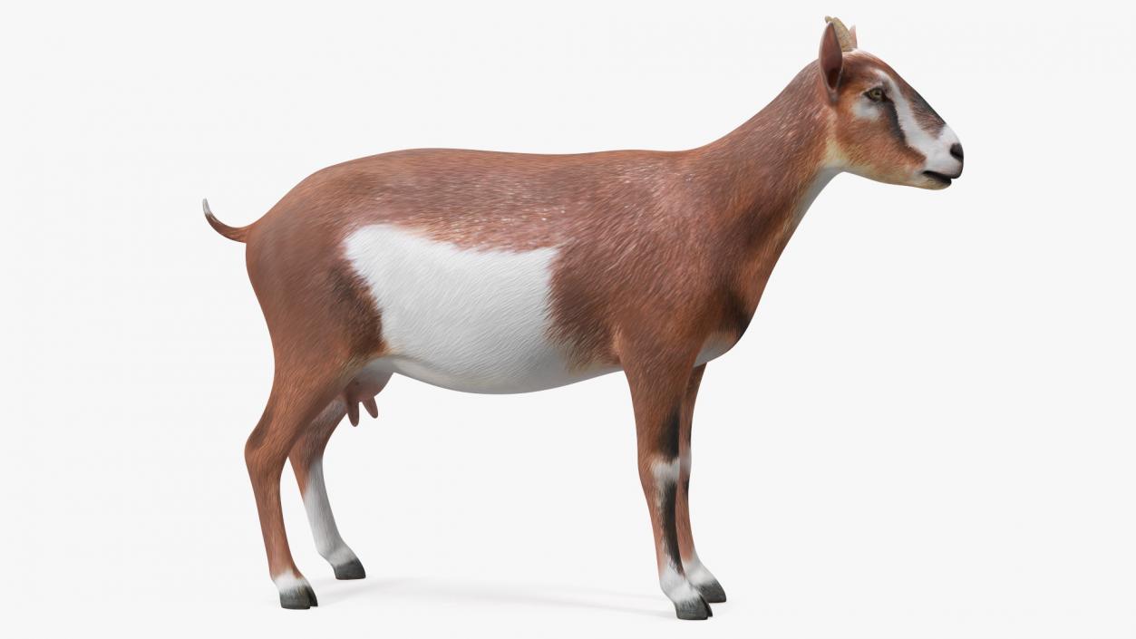 Dairy Goat Brown Rigged for Maya 3D