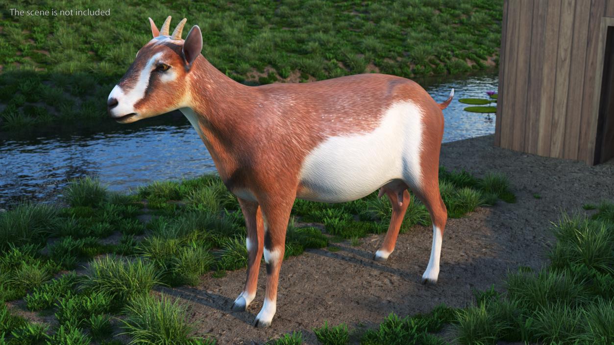 Dairy Goat Brown Rigged for Maya 3D