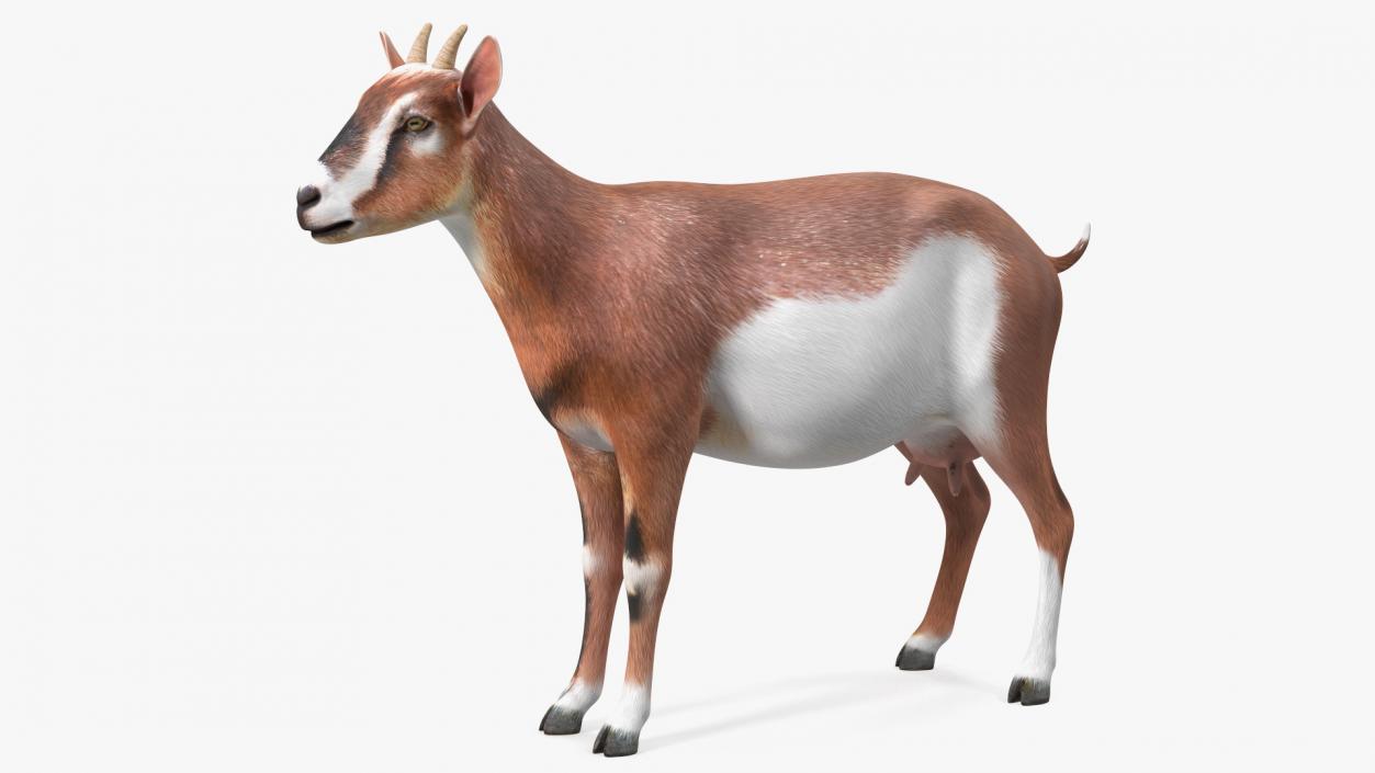 Dairy Goat Brown Rigged for Maya 3D