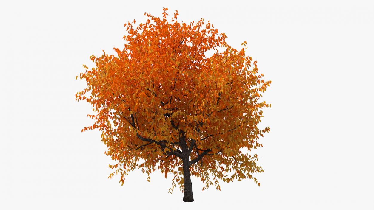 3D Autumn Cherry Tree model